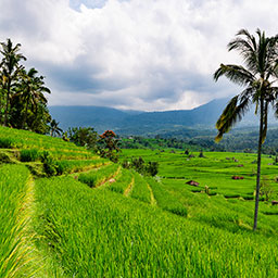 BALI-001.jpg