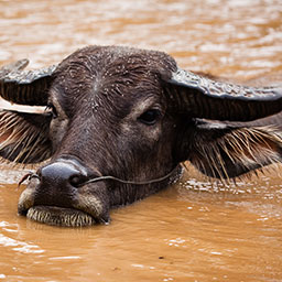 MYANMAR-033.jpg